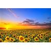 SuperPower® 1000 pezzi Girasoli Fiore di Mare Tramonto Paesaggio Adulti Puzzle di legno Giocattoli Regali per Foto Telaio di Famiglia