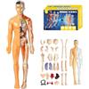 Generic Modello di struttura del corpo umano trasparente, kit anatomico 3D da 29 pezzi con organi e ossa rimovibili, modello di organo del busto umano assemblato fai da te per l'apprendimento dell'anatomia