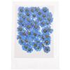 Alipis 60 Pezzi Fiori Secchi Pressati Naturali Margherite Blu per Decorazioni Artigianali Pinzetta, per Scrapbooking e Creazioni di Gioielli