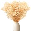 Lanovis Gypsophila essiccata 30cm fiori secchi decorativi oltre 1500 boccioli, bianco naturale nebbiolina secca per decorazioni, ghirlande fai da te, casa, matrimonio, vasi