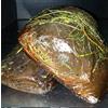 Inke 1 kg - Musciame di tonno, affumicato ed essiccato con un trattamento simile ai salumi magri. L'artigiano produttore è Pino Spanu, un abile produttore di bottarga di muggine di Cabras.