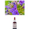 Il Regno Vegetale Olio essenziale 100% Puro ISSOPO Naturale Uso Interno/Esterno (10 ml)