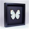 De Museumwinkel.com Morpho Luna - Grande Farfalla Bianca - Vera Farfalla di Tassidermia Montato sotto Vetro in Cornice di Legno Nera Elegante Fatta a Mano