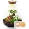 urbanjngl Terrario vegetale - Sam Calathea con lampada - Pianta ecosistema con luce - ↑ 30 cm