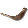 Spring Nahal Schofar - Schofar in ramhorn, autentico e kosher, lucidato, israeliano (30,5 cm - 35,6 cm)