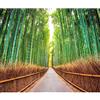murando - Carta da parati Foresta 300x210 cm Fotomurali in TNT Murale alla moda Decorazione da Muro XXL Poster Gigante Design Carta per Pareti Natura Paesaggio verde Via Bamboo Sole c-B-0074-a-b