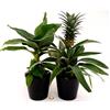 POWERS TO FLOWERS - PIANTA DEL BANANO e PIANTA DELL'ANANAS, DUO PIANTE DA FRUTTO TROPICALI, vaso13CM, piante vere