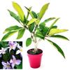 POWERS TO FLOWERS - PLUMERIA FRANGIPANI RAMIFICATA LILLA, altezza 45cm, vaso 16 cm diametro, pianta vera