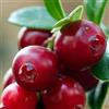 Vivai Decandia Giovanni PIANTA DI MIRTILLO ROSSO CRANBERRY PILGRIM in vaso 16/18 (foto reali)