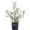 eGarden.store Pianta di Quercia Roverella o Quercus Pubescens pianta da esterno arbusto ornmantale da giardino albero Roverella vera venduta da eGarden.store