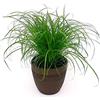 POWERS TO FLOWERS - PAPIRO EGIZIANO IN VASO CERAMICA MOKA, CYPERUS PAPYRUS, pianta vera
