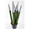 POWERS TO FLOWERS - SANSEVERIA CILINDRICA COLOR LIFE ARGENTO, ALTEZZA 25/30CM, pianta vera