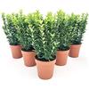 POWERS TO FLOWERS - EUONYMUS GREEN SPIDER, 6 PIANTE, BUXUS, BOSSO, VASO 13CM DIAMETRO, piante vere
