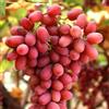 le Georgiche Vivai le Georgiche - Pianta vera di Uva da tavola rossa Crimson Seedless Vitis vinifera 'Crimson Seedless' - vaso Ø 12 cm - altezza alla vendita 20-30 cm