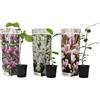 Plant in a Box - Magnolia - Mix di 3 - Magnolia Susan, Soulangeana, Stellata - Vaso 9cm - Altezza 25-40cm