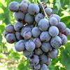 Vivaio di Castelletto Vite Uva da Tavola varietà Moscato d'Amburgo pianta in vaso 2 litri Vivaio di Castelletto