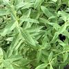 le Georgiche Lippia citriodora (Erba Limoncina o Erba Luigia) - Cedrina [Vaso Ø19cm]