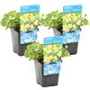 Bloomique - Set di 3 - Lysimachia Nummularia - Pimpinella - Pianta Acquatica - Pianta da Stagno - Resistente al Freddo - Alte 10-20 cm - Vaso 9 cm