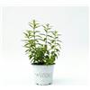 Vandas Citronella Pianta Antizanzare Vaso 14 cm Pianta Aromatica Repellente Naturale per Balcone Giardino Made in Italy