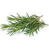 Generico Semi di Rosmarino 6g | Sementi di Rosmarino Aromatico | Pianta Aromatica per Orto, Vaso e Balcone | Semi da Orto Alta Germinazione | Ideali per Giardinaggio Domestico e Cucina Mediterranea