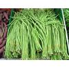 Vista Yardlong Bean (fagiolo di asparagi, fagiolo di serpente, fagiolo lungo cinese) 100 semi
