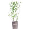 eGarden.store Pianta di Kerria Japonica Pleniflora Pianta di Rosa Giapponese pianta da esterno pianta da fiore giallo pianta ornamentale cespuglio di Kerria pianta vera venduta da eGarden.store