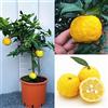 SAVINI VIVAI L'ARTE DI FARE NATURA SAVINI VIVAI Pianta di Agrumi Yuzu in Vaso da 20 cm Altezza 70 cm 2-3 Anni di innesto Made Italy