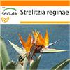 SAFLAX - Garden in the Bag - Uccello del paradiso - 5 semi - Strelitzia reginae