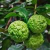 Generico CITRUS LIMON 'Citrus hystrix' LIMONE -10 SEMI FRESCHI