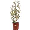 eGarden.store Pianta di Eleagnus Ebbingei Variegato pianta da esterno pianta da siepe pianta a foglia variegata pianta ornamentale di Eleagnus pianta vera venduta da eGarden.store (Vaso 17 cm)