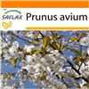 SAFLAX - Garden in the Bag - Ciliegio degli uccelli - 10 semi - Prunus avium