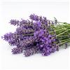 Generico Semi di Lavanda Profumata Alta Germinazione | Semi Lavanda Vera per Giardino e Balcone | Pianta Aromatica e Ornamentale | Facile da Coltivare | Antizanzare Naturale