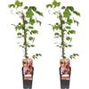 Plantenboetiek.nl Parthenocissus Tricuspidata veitch boskoop | 2 pezzi - 55-65cm - Ø15cm - Pianta da giardino - Multideal