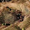 4EFFE RETE PER OLIVE MT.8X8 TELO PER LA RACCOLTA DELLE OLIVE TESSITURA NIDO D'APE BEIGE CON SPACCO LATERALE