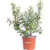 eGarden.store Pianta di Escallonia Pink Elle pianta da esterno pianta da fiore pianta ornamentale di Escallonia Pink Elle pianta vera di Escallonia venduta da eGarden.store (Vaso 17 cm)