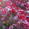 Vivaio di Castelletto Acero rosso giapponese Acero palmatum atropurpureum pianta in vaso ø18 cm h 100/150 cm Vivaio di Castelletto