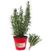 P. Piantine da Orto | Rosmarino, Pianta in Vaso Diametro 14 cm, Pianta Pronta per il Trapianto, Pianta Vera da Esterno, Piantina Aromatica per Balcone o Terrazzo, Vivaio Italiano