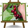 EURO PLANTS VIVAI Ciliegio Dolce Durone Tardiva Kordia - Pianta da Frutto su Vaso: ø 24/26 cm. - *Altezza: 170~200 cm. - Età 4 Anni