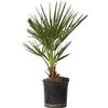 Plant in a Box - Chamaerops Humilis - Palma a ventaglio europea - Resistente - Vaso 15cm - Altezza 50-60cm