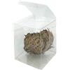 acquaverde | Rosa del Deserto in Confezione Regalo, Pianta di Gerico Simbolo di Rinascita, Resurrezione e Purificazione, Rosa di Jerico per Casa e Decorazioni, Selaginella Lepidophylla Senza Radici