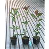 Vivaio di Castelletto Fotinia Photinia x fraseri Red Robin 96 piante da siepe in vaso ø9 cm Vivaio di Castelletto