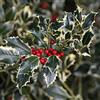Vivaio di Castelletto Agrifoglio variegato Ilex aquifolium Argentea Marginata pungitopo 3 piante in vaso bio ø8 cm Vivaio di Castelletto