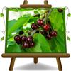 EURO PLANTS VIVAI Ciliegio Dolce Regina Pianta da Frutto su Vaso da 26 cm - Altezza 180~200 cm - Età 4 Anni