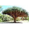 Generic Albero del Sangue di Drago, Dracaena draco Graines rares des îles Canaries 10 GRAINES -