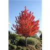 Vivaio di Castelletto Acero Rosso Rubrum Acero Rubrum Acero Scarlatto pianta in vaso 1 litro h 100/120 cm Vivaio di Castelletto