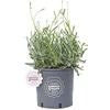Vannucci Piante - Lavandula angustifolia, Lavanda, Pianta vera in vaso, Pianta da terrazzo
