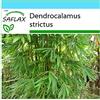 SAFLAX - Confezione regalo - Bambù di Calcutta - 50 semi - Dendrocalamus strictus