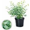 POWERS TO FLOWERS - EUCALYPTUS, EUCALIPTO, VASO 14 CM DIAMETRO, pianta vera