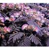 Generic Estate Cioccolato Mimosa Albizia Julibrissin Albero (5) Mezzo Albero della Seta