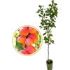 Generico Vivaio Garden Forest Albicocco Cafona Prunus Armeniaca (Rosaceae), Pianta da Frutto, Frutta, Pianta vera, Albicocca Campania, Ottima produttività, Polpa morbida, Albero da frutto